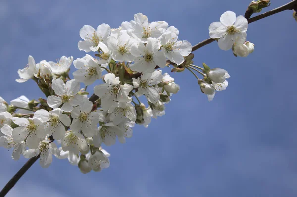 Les Cerisiers Fleurissent Printemps — Photo