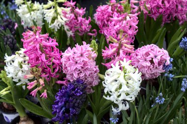 colourful hyacinths after the rain