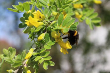 blossoming bladder senna and a bumblebee