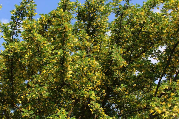 Bladder Senna Garden — Stock Photo, Image