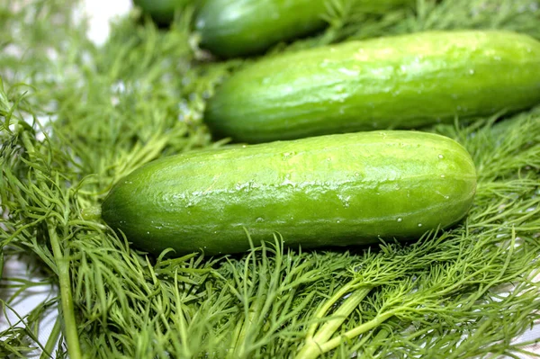 Little Cucumber Fresh Dill — Stock Photo, Image