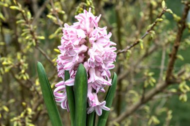 Bahçedeki pembe sümbül