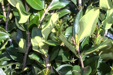 İlkbaharda güzel şakayıklar