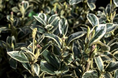 Bahçedeki Japon Milli Ağacı