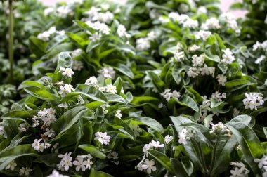 Beyaz unutma beni baharda değil