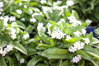 Beyaz unutma beni baharda değil