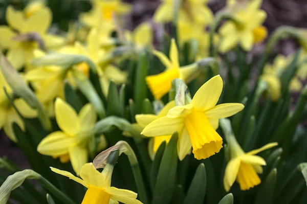 Bellissimi Fiori Narciso Giardino — Foto Stock