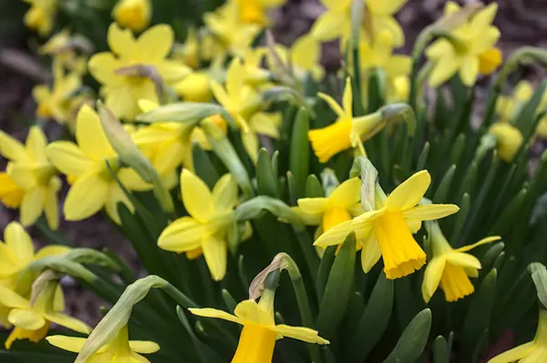 Bellissimi Fiori Narciso Giardino — Foto Stock