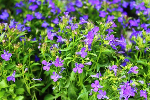 Blommande Syrenbuske Trädgården — Stockfoto