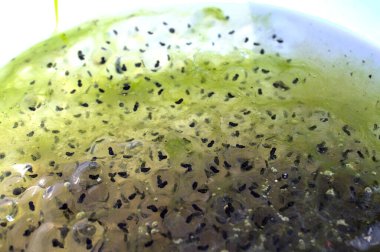 Ormandaki su birikintisinde kurbağa yumurtası