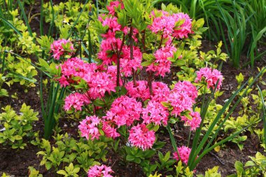 Ormandaki kırmızı kamp.