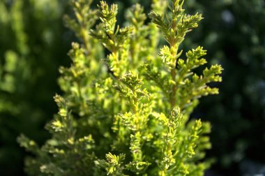 Bahçedeki güzel hebe