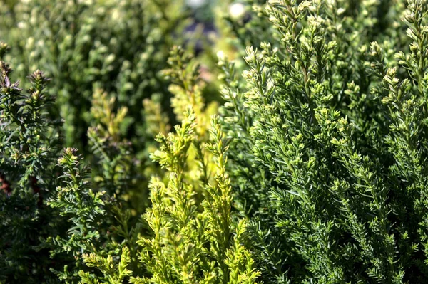 Green Conifer Garden — Stock Photo, Image