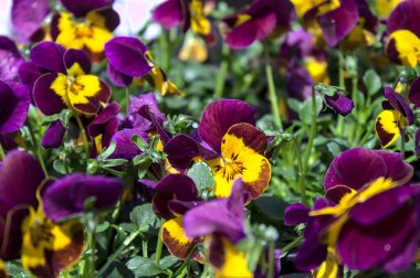 Bahçedeki yağmurdan sonra...