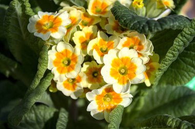 Bahçede çiçek açan inek yavrusu