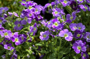 Bahçede çiçek açan leylak çalısı