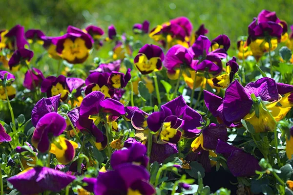 colourful pansies in the garden