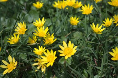 Bahçedeki düğün çiçeği tarlası