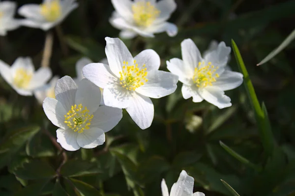 Anemonenfeld Wald — Stockfoto