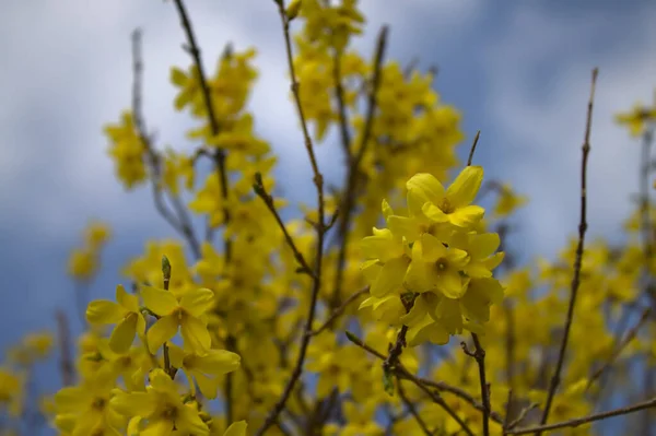 Virágzó Forsythia Kertben Tavasszal — Stock Fotó