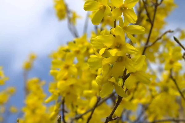 Virágzó Forsythia Kertben Tavasszal — Stock Fotó