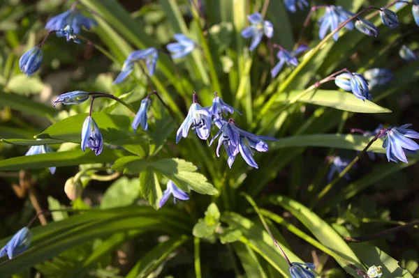 Blaues Schneeglöckchen Garten — Stockfoto