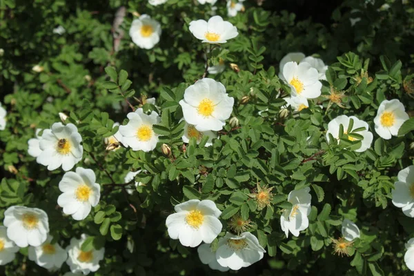 Weiße Hundsrose Der Natur — Stockfoto