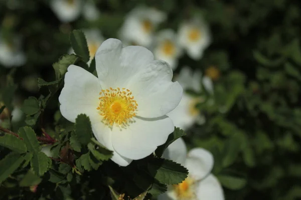 Weiße Hundsrose Der Natur — Stockfoto