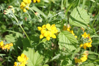 Kuşlar çayırda tırabzana basıyor