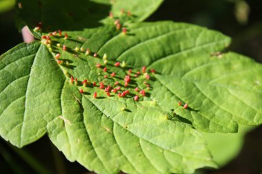 Yaprağın üzerindeki safra