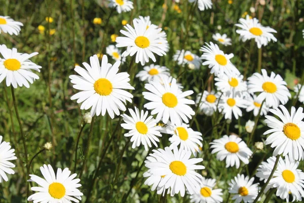 Många Marguerites Trädgården — Stockfoto