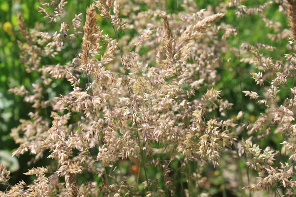 Gras Een Weide Zomer — Stockfoto