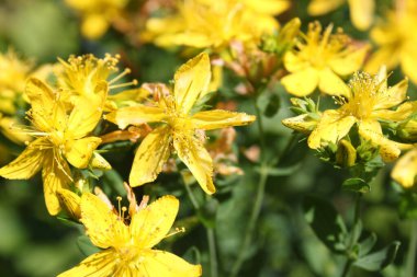 Çayırda St John's wort
