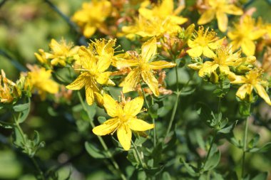 Çayırda St John's wort