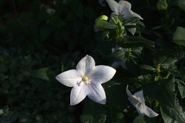 Bahçede çiçek açan balon çiçeği