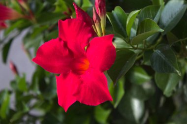 bahçede kırmızı dipladenia