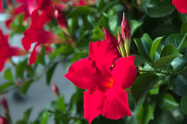 bahçede kırmızı dipladenia