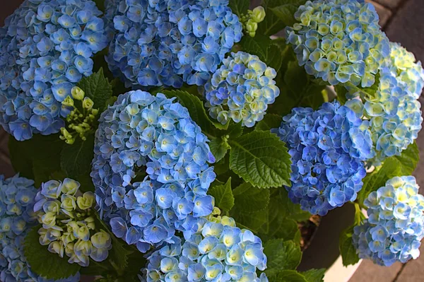 Blue Hydrangea Garden — Stock Photo, Image