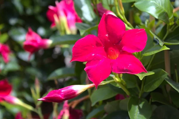 Červená Dipladenia Zahradě — Stock fotografie