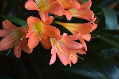 Odada çiçek açan clivia