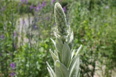 Yazın bahçede bir derin uyku.