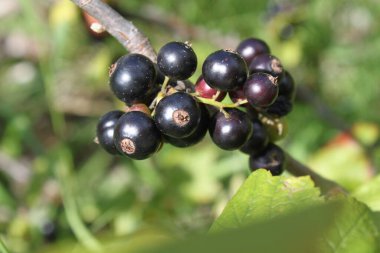 Bahçede siyah frenk üzümü