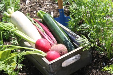 Bahçedeki sepetin içinde farklı sebzeler var.