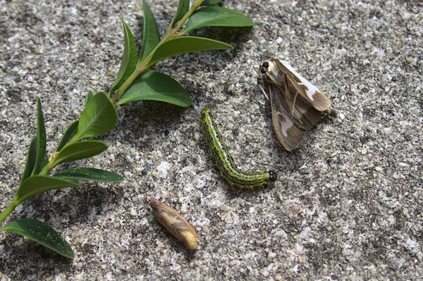 Kutu ağacı güvesi ve taş zeminde kutu.