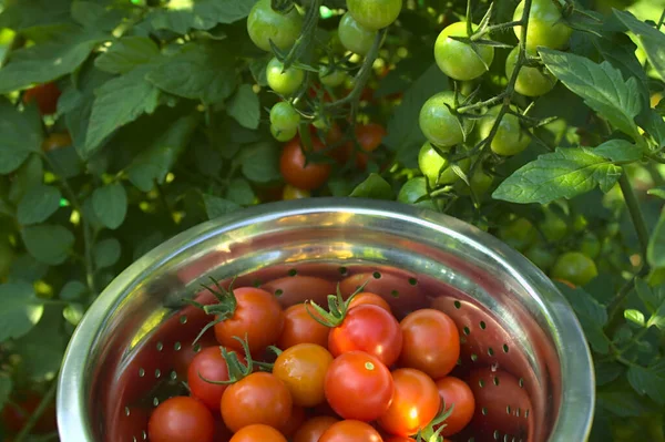 Pomidory Dojrzałe Pomidory — Zdjęcie stockowe