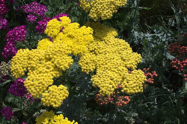 Varenblad Yarrow Tuin — Stockfoto