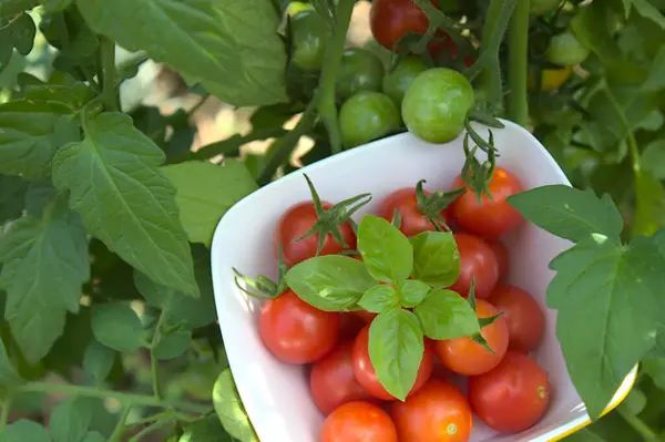 Dojrzałe Pomidory Przed Rośliną Pomidorową — Zdjęcie stockowe
