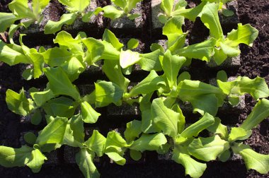 Bahçede taze yeşil salata