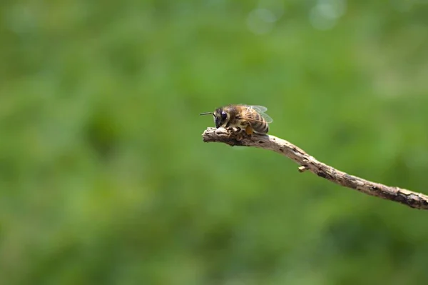 Küçük Bir Dalda Arı — Stok fotoğraf
