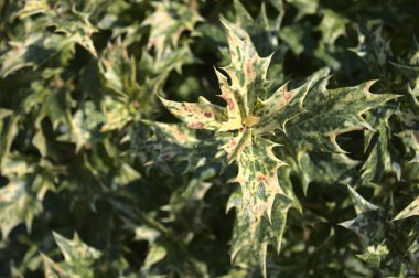 Bahçede güzel Holly